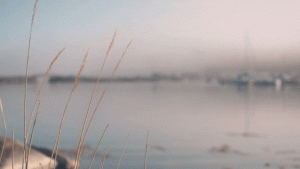 Pictures in Motion Cinemagraphs
